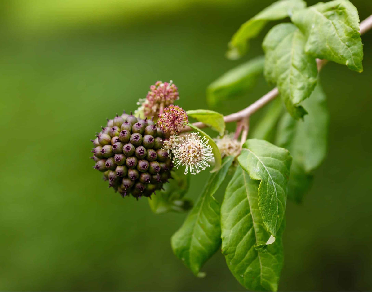 Siberian Ginseng