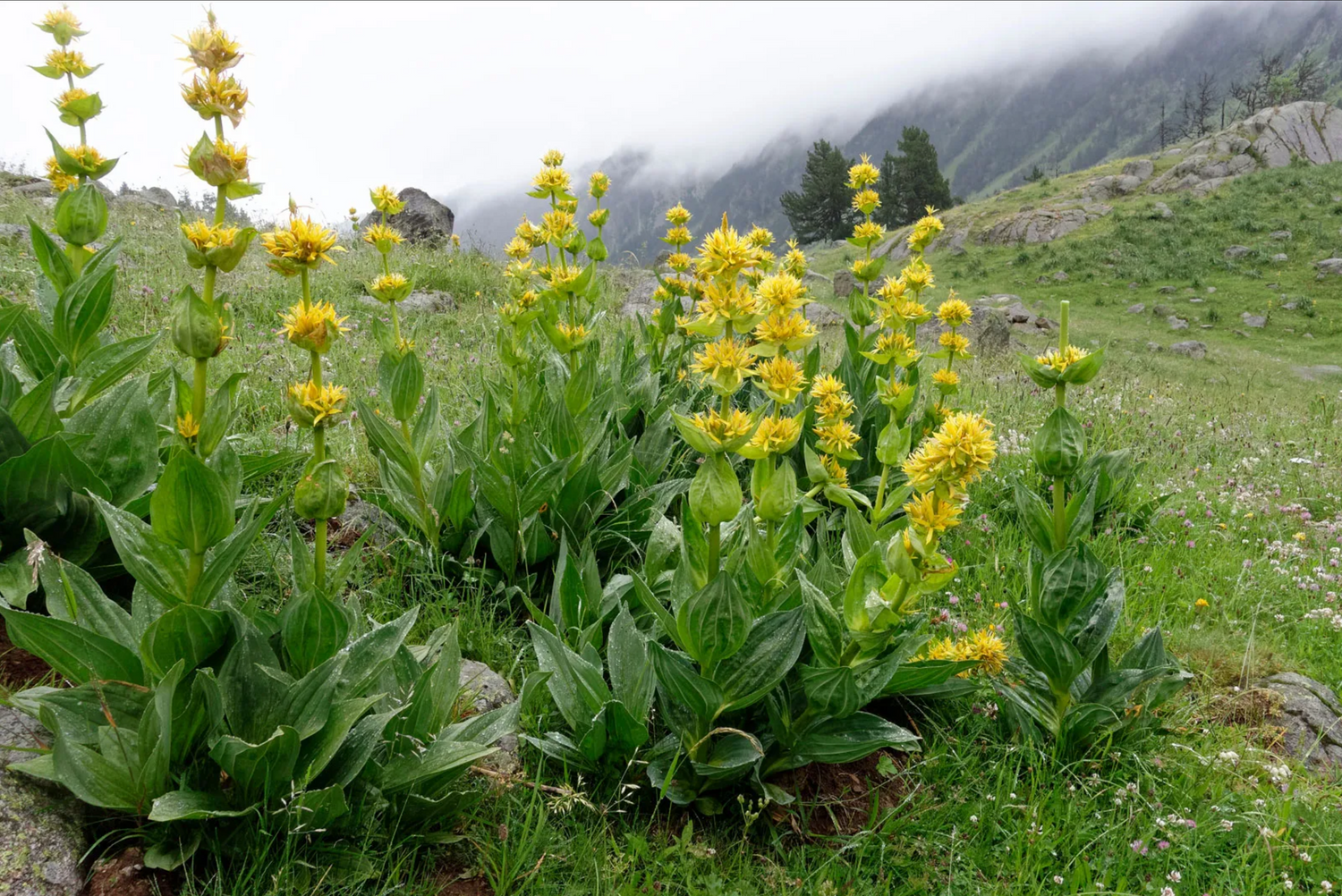 Gentiana Lutea