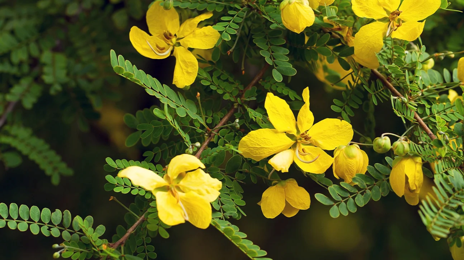 Senna Leaf Extract