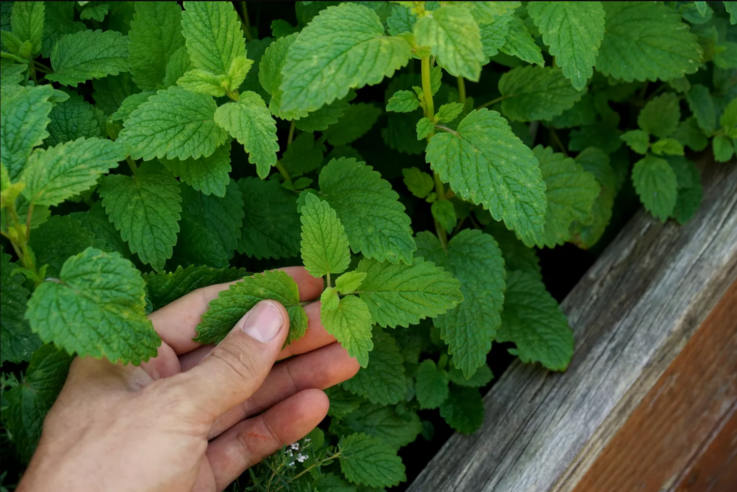 Lemon Balm Extract