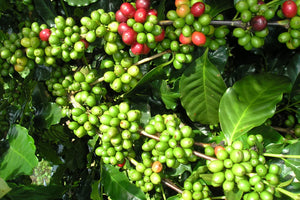 5-Hydroxytryptophan