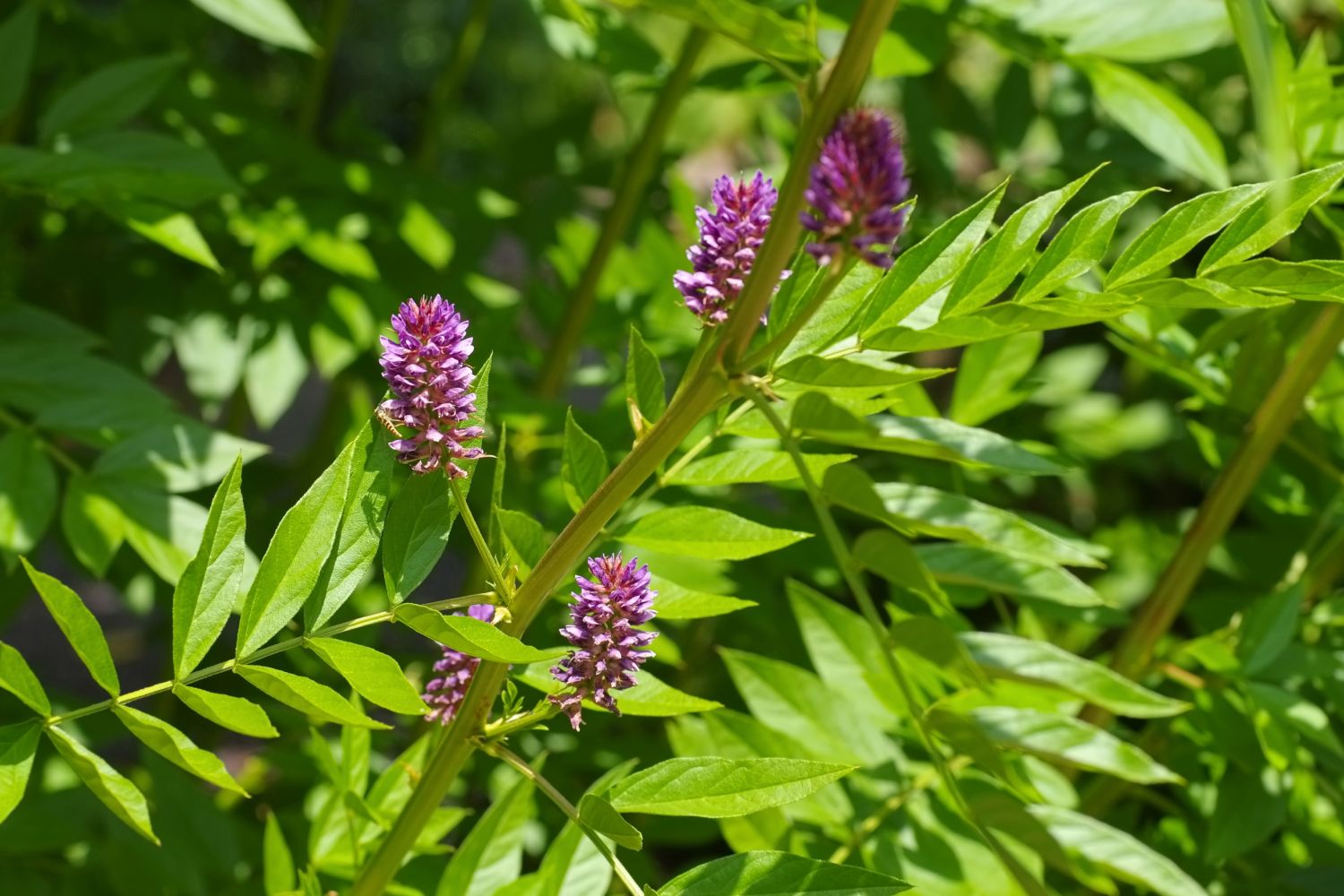 Liquorice Root