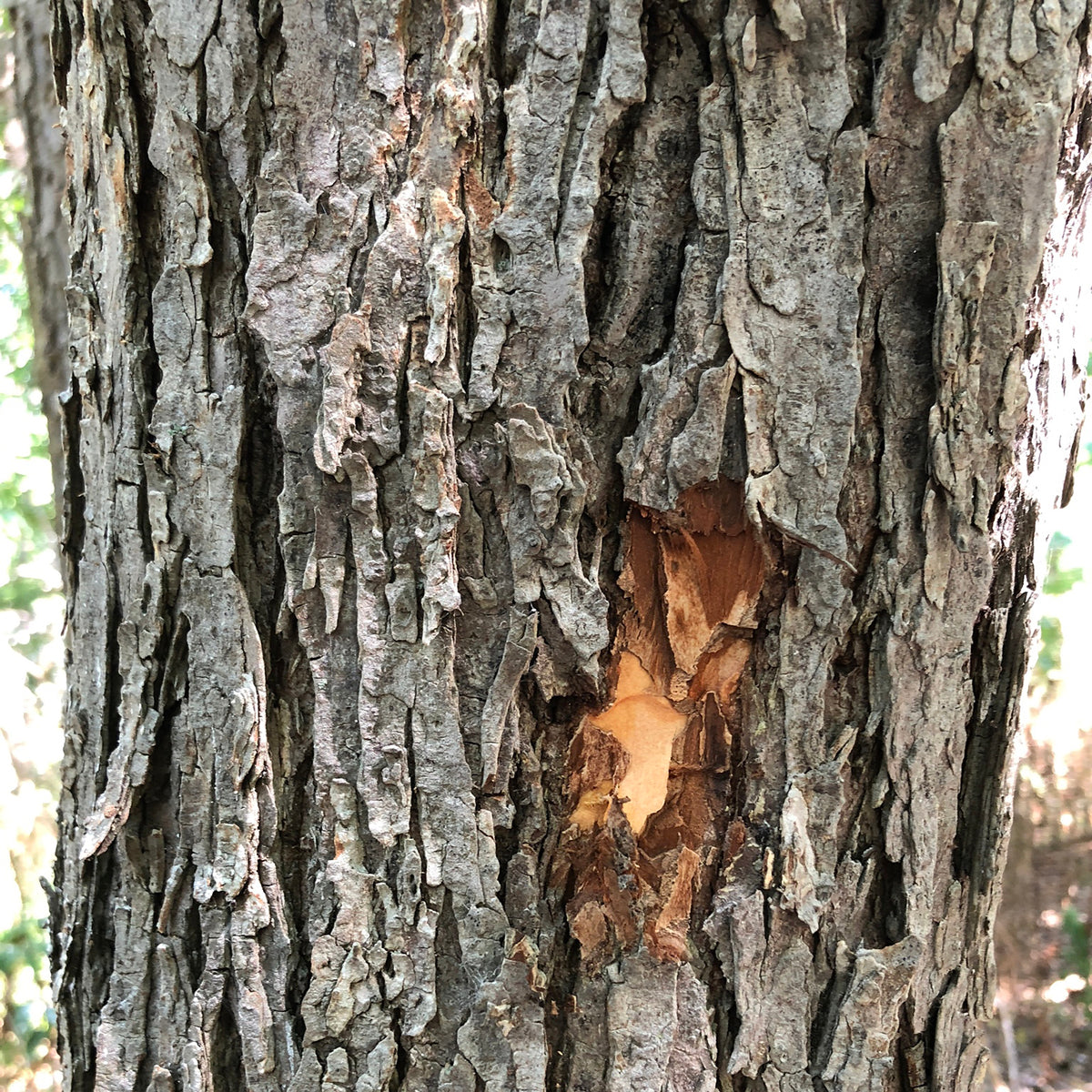Slippery Elm Bark Powder