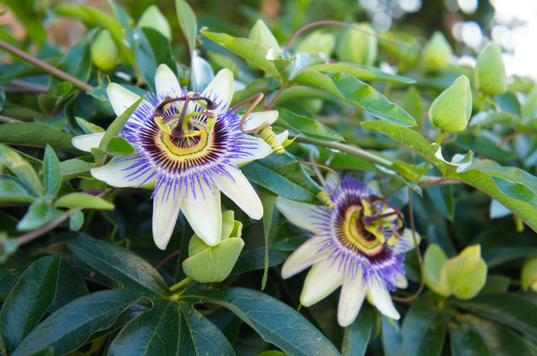 Passionflower Extract 10:1