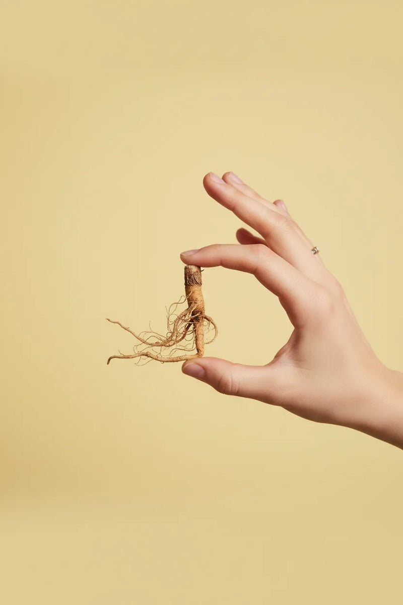 Dandelion root extract