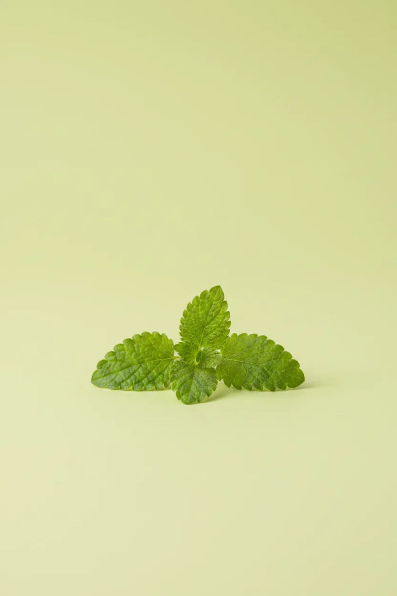 Lemon balm extract