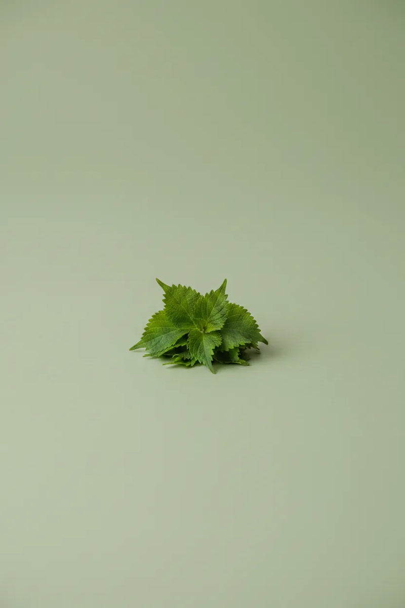 Perilla