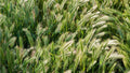 Barley Grass