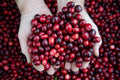 Cranberry Extract