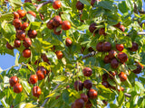 Unlock the Secret Health Benefits of Ziziphus Spinosa: Nature's Versatile Powerhouse