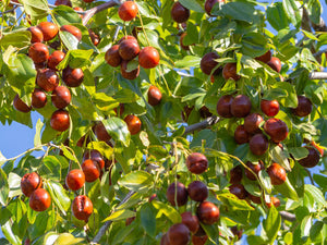 Unlock the Secret Health Benefits of Ziziphus Spinosa: Nature's Versatile Powerhouse
