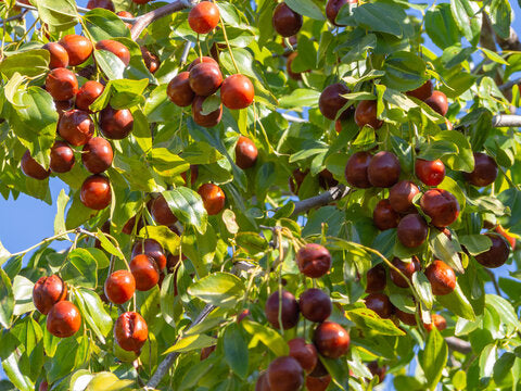 Unlock the Secret Health Benefits of Ziziphus Spinosa: Nature's Versatile Powerhouse