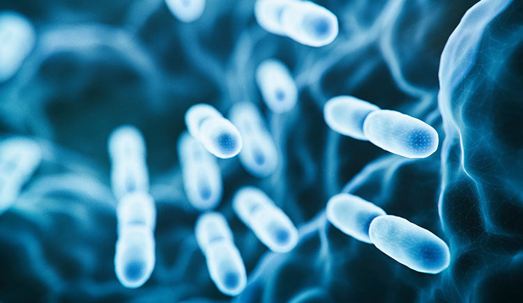 What exactly is a Probiotic?