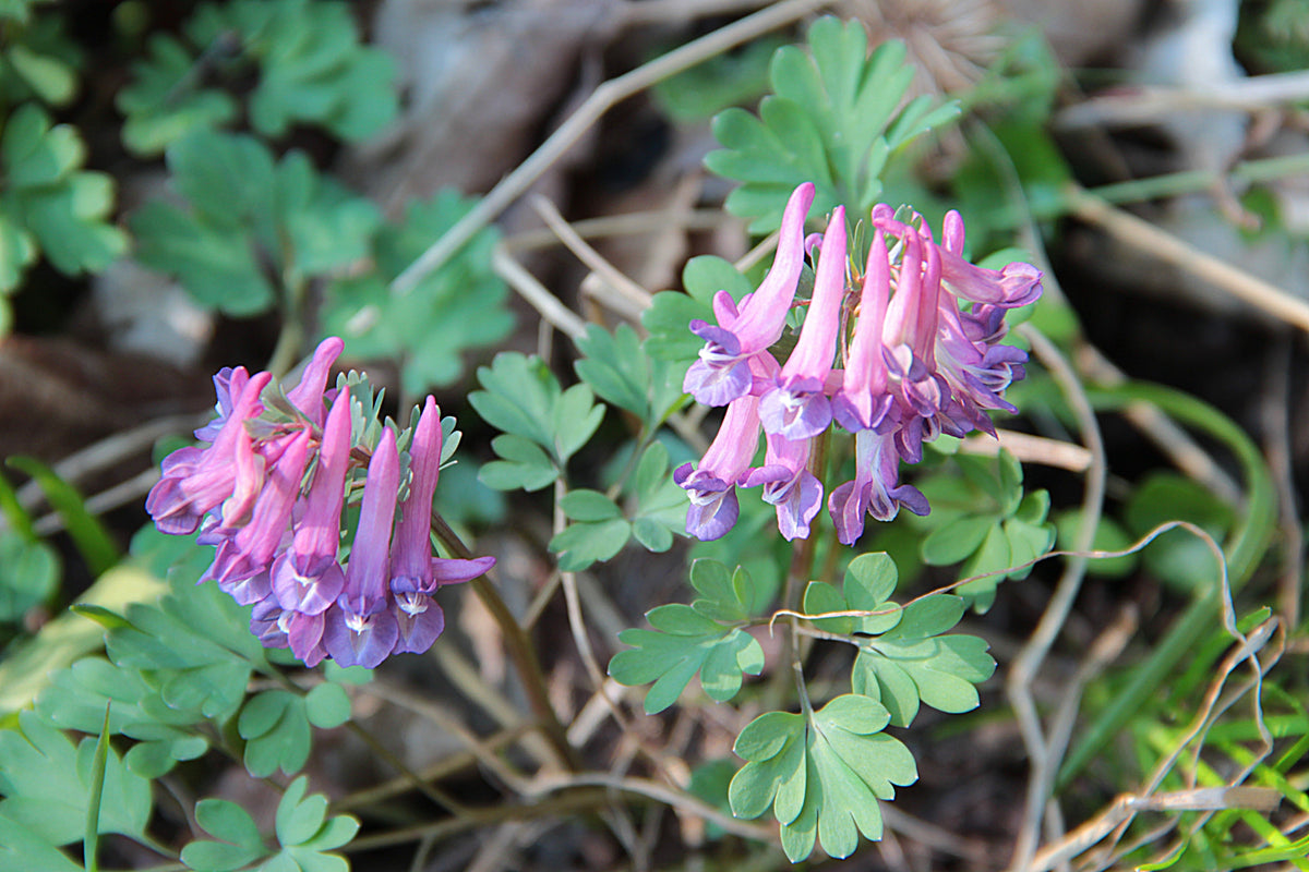 Corydalis yanhusuo