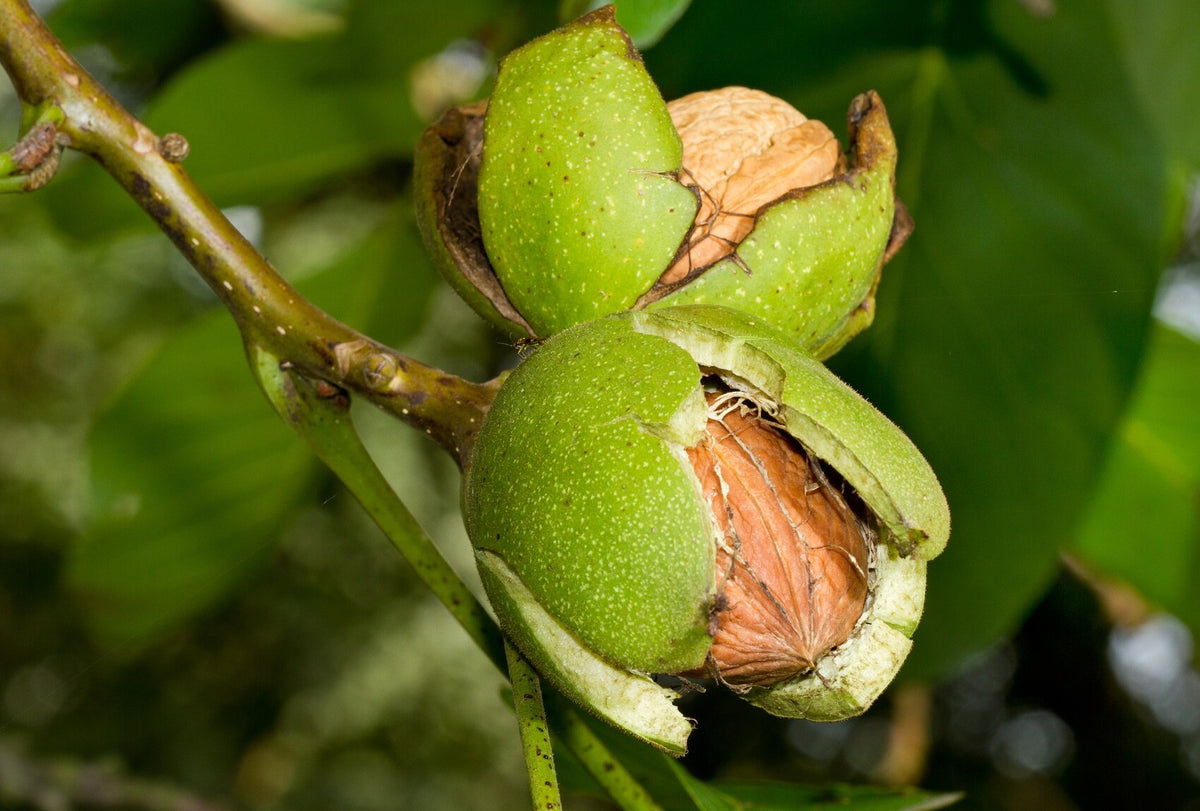 Juglans Regia