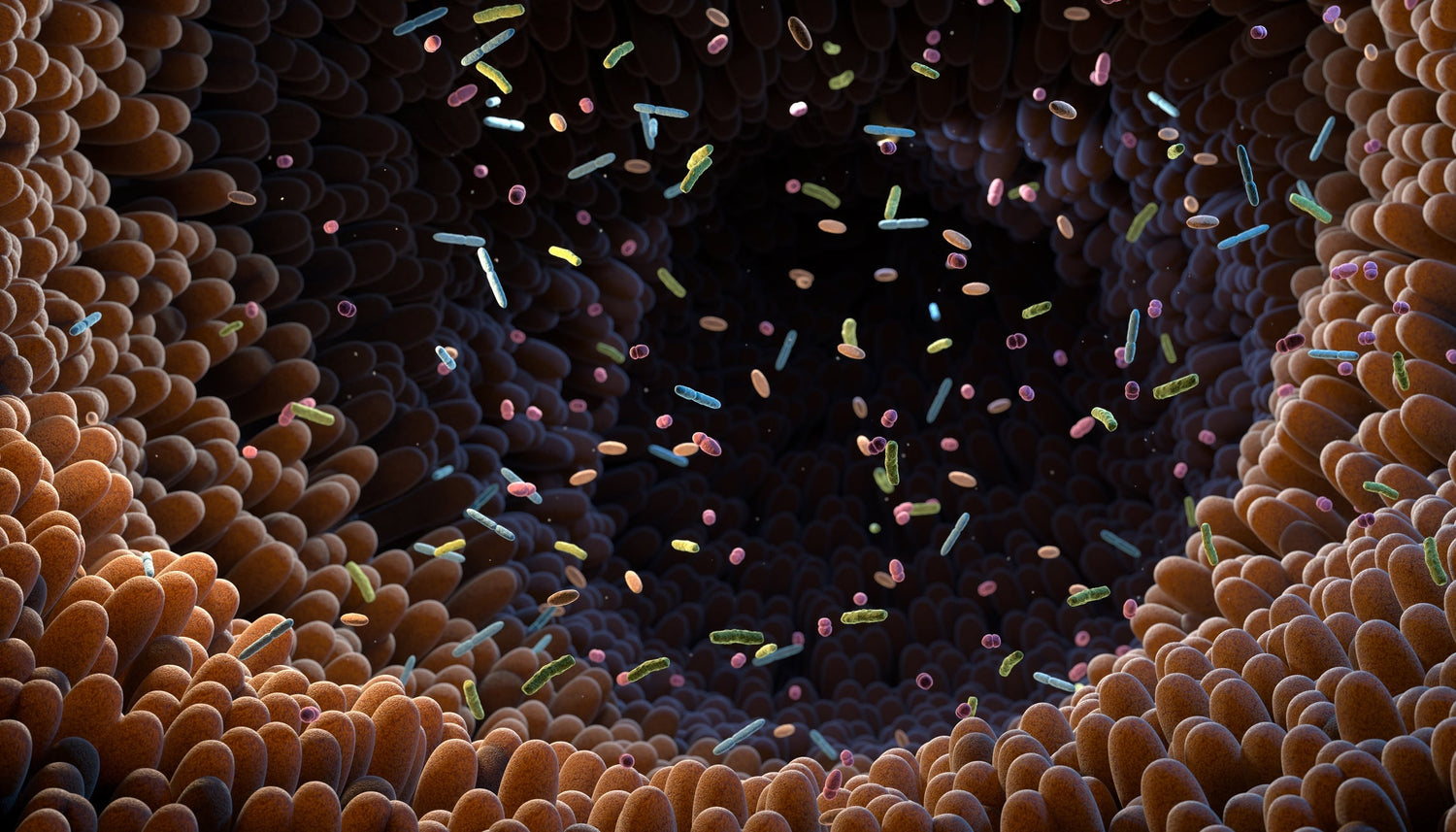 Lacticaseibacillus rhamnosus