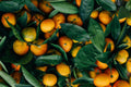 Bitter Orange Extract