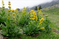 Gentiana Lutea
