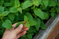 Lemon Balm Extract