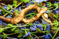 Inulin Fibre