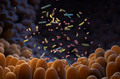 Bifidobacterium animalis