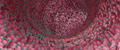 Pediococcus acidilactici