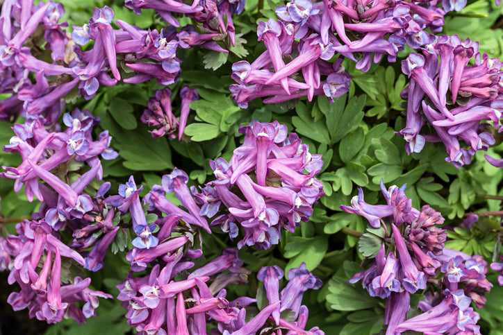 Unlocking the Potential of Corydalis Yanhusuo