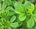 Alfalfa Powder