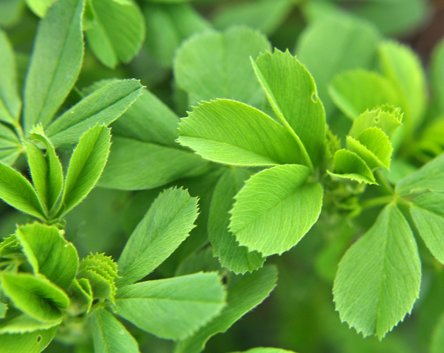 Alfalfa Powder