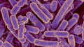 Streptococcus thermophilus