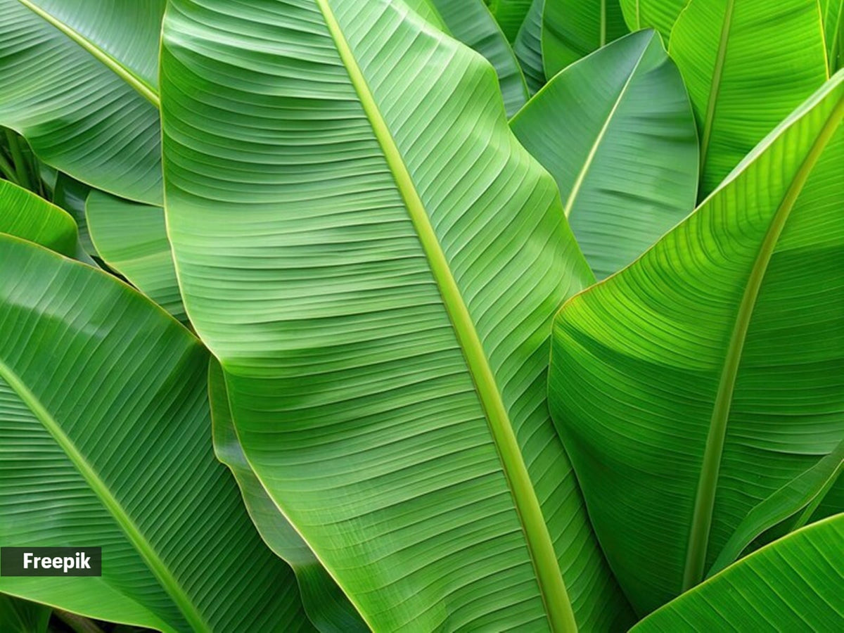 Banana Leaf