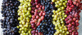 Grape Seed Extract