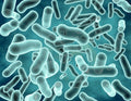 Bifidobacterium thermacidophilum