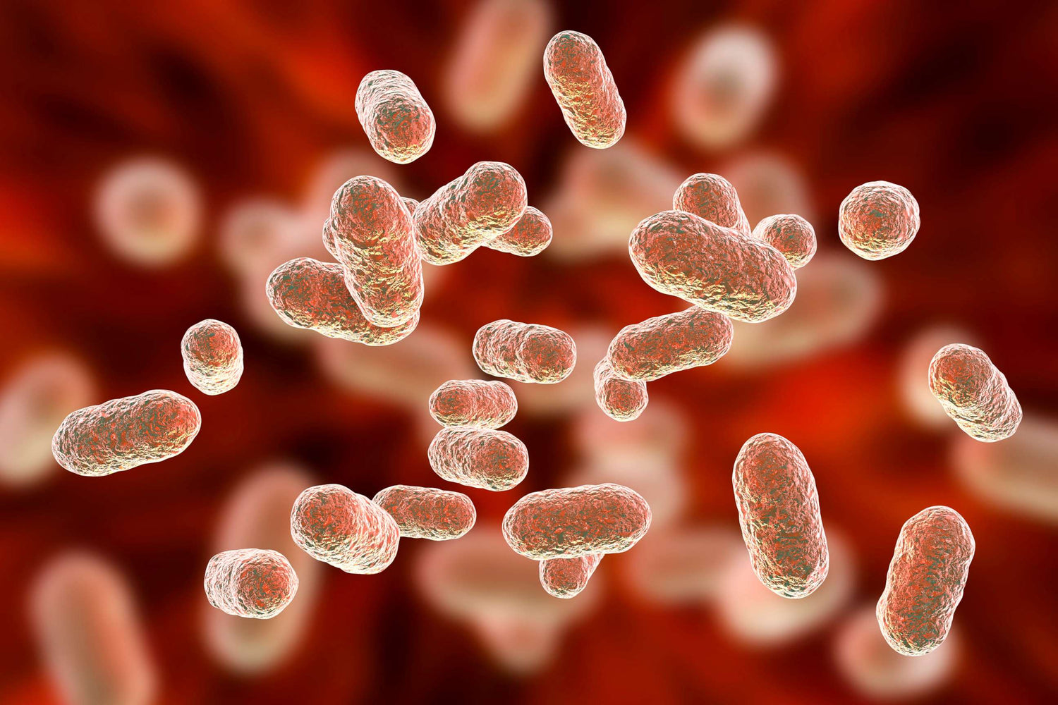 Lacticaseibacillus casei