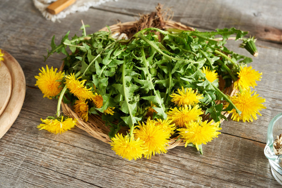 Dandelion Root