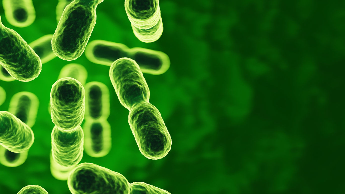 Lactobacillus bulgaricus