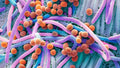 Bifidobacterium longum