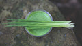 Wheat Grass