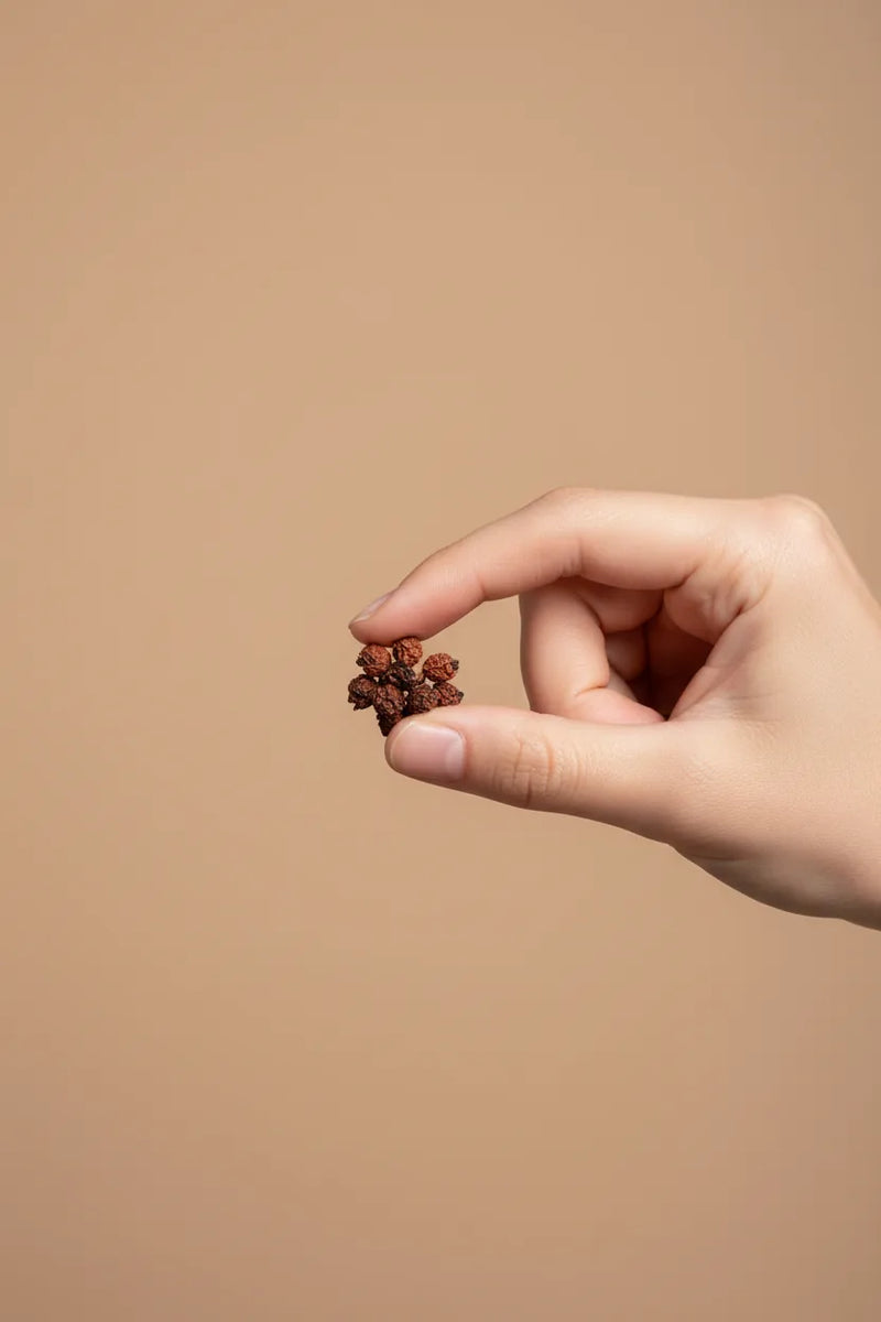 Aframomum melegueta fruit powder