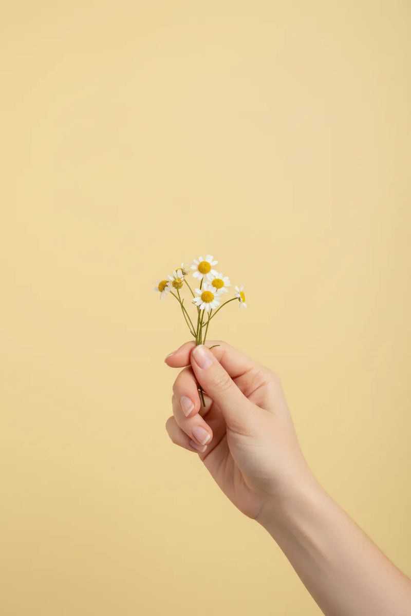 Chamomile extract