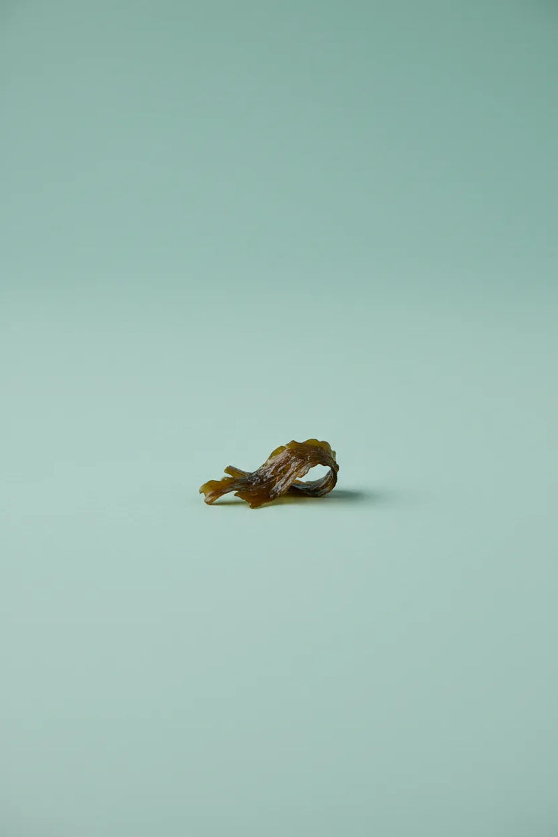 Kelp extract