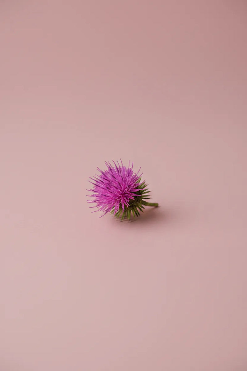 Milk thistle extract